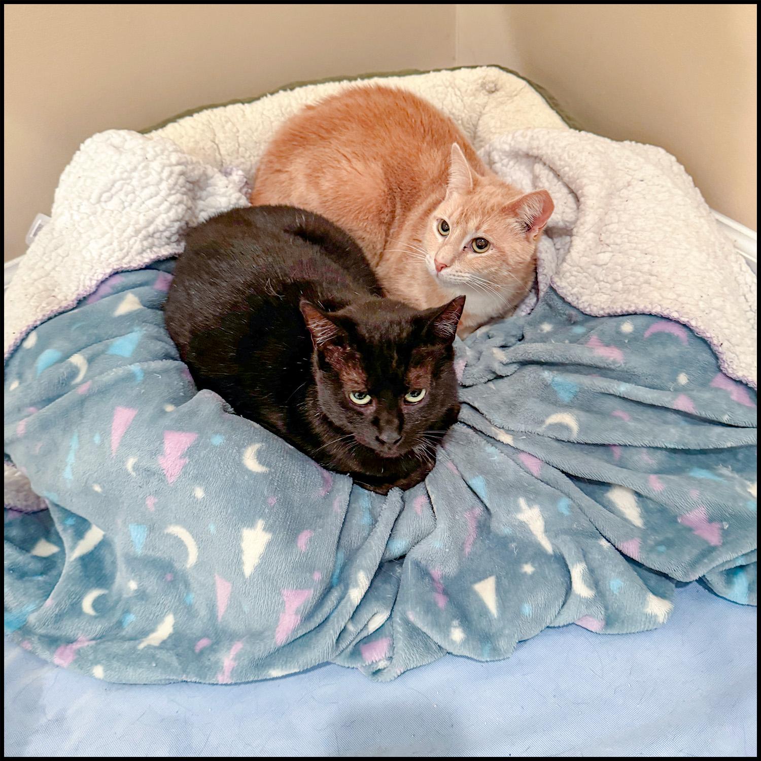 Pinky, a Adoptable mixed breed in Roswell, GA image 4/6