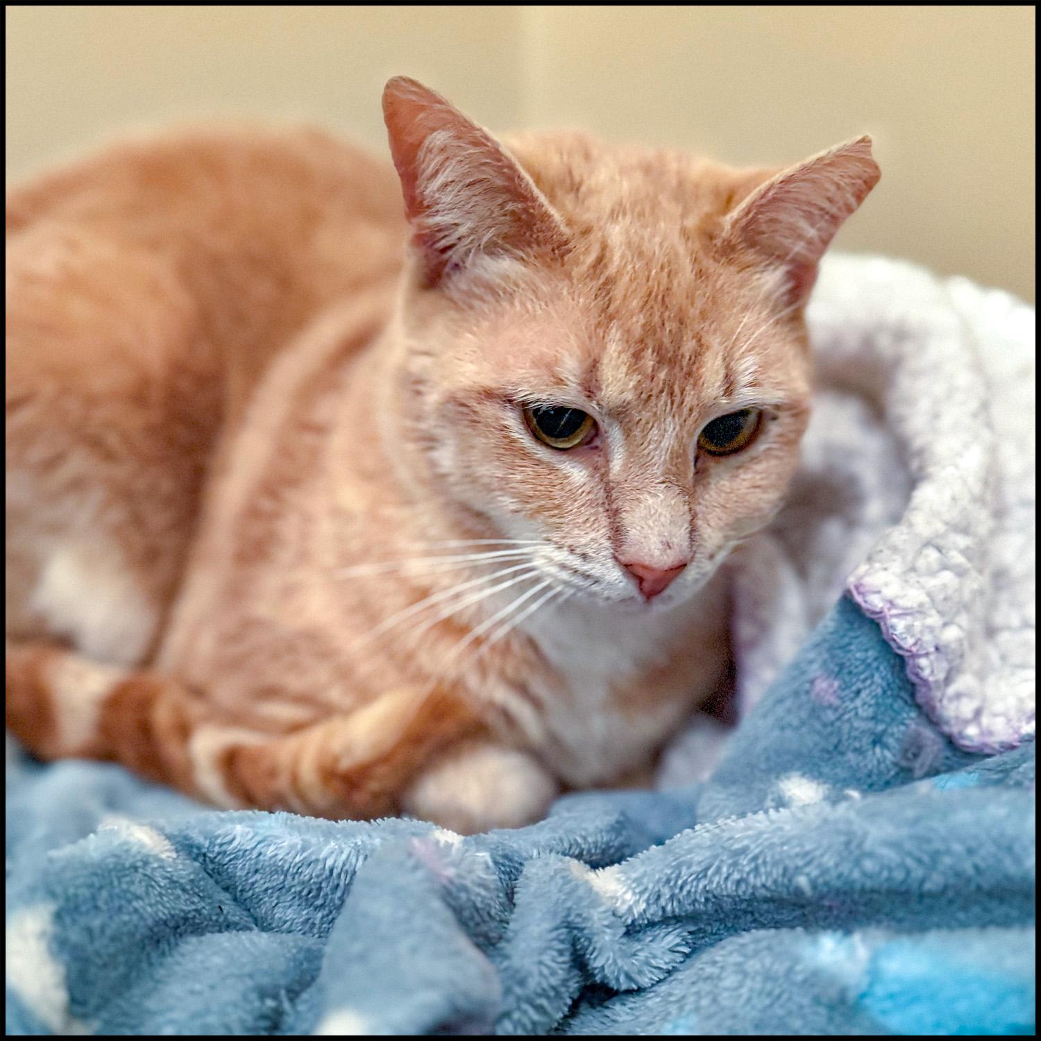 Pinky, a Adoptable mixed breed in Roswell, GA image 6/6