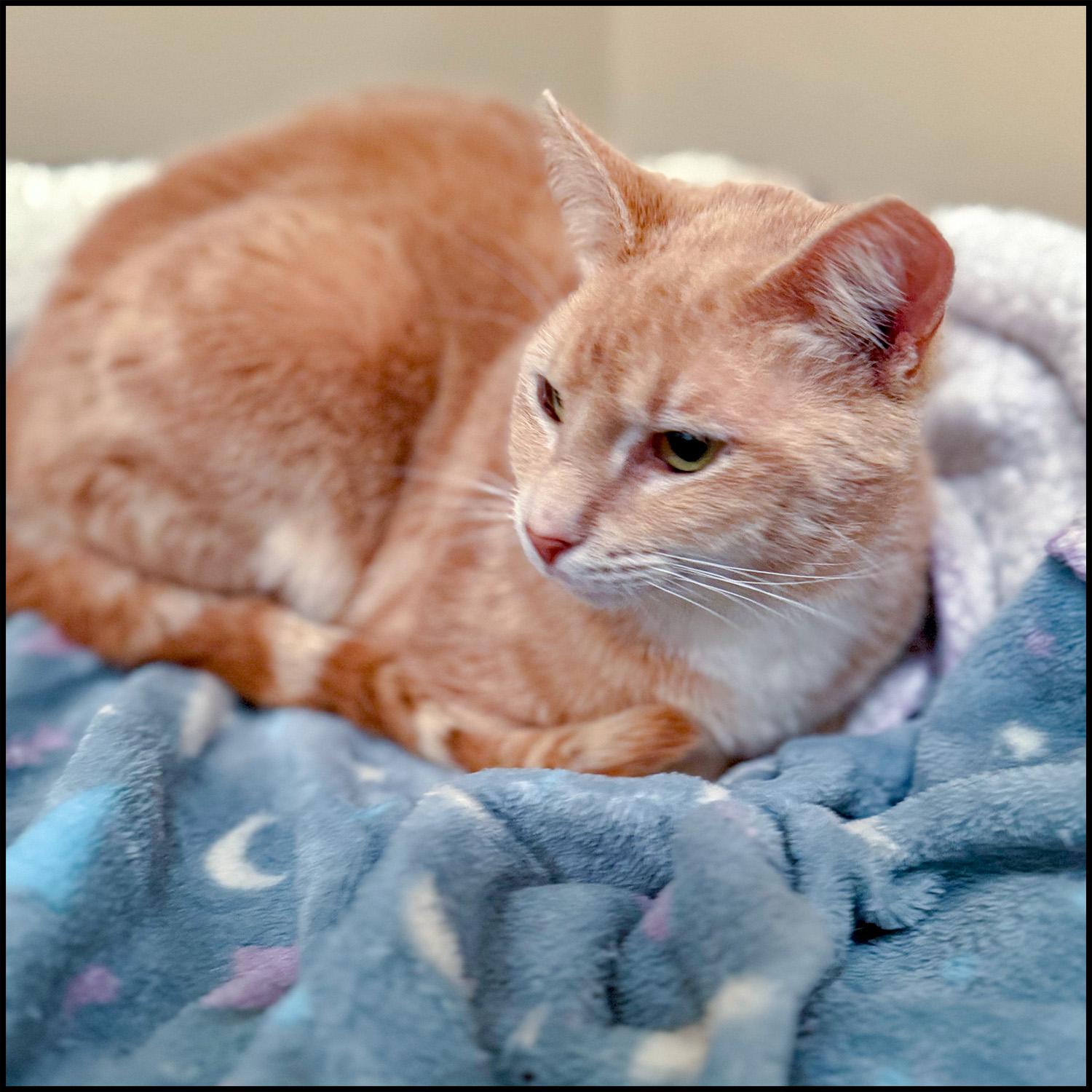 Pinky, a Adoptable mixed breed in Roswell, GA image 1/6