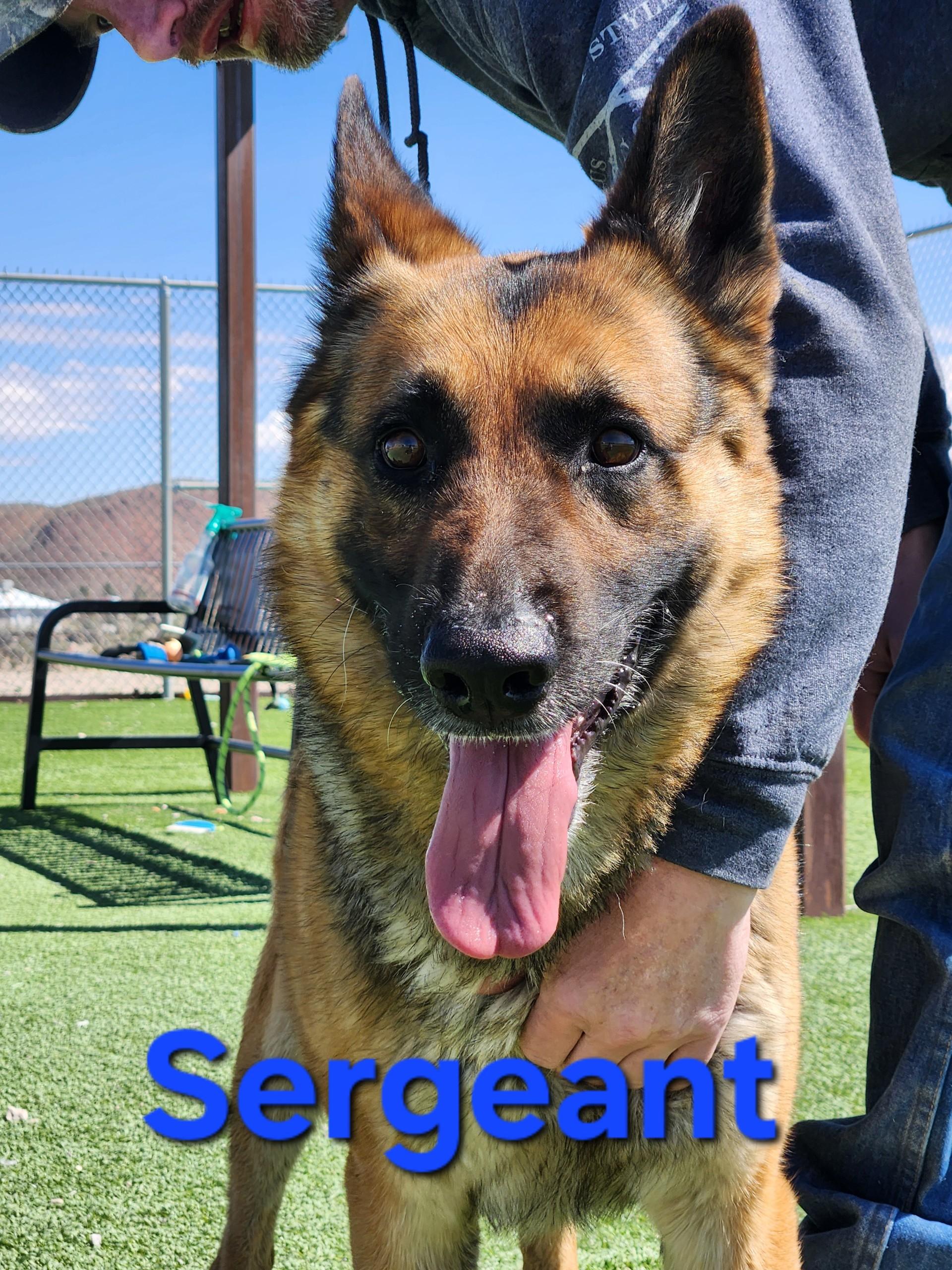 Enlarge Sergeant, a ADOPTABLE German Shepherd Dog in Truth or Consequences , NM image 2/5