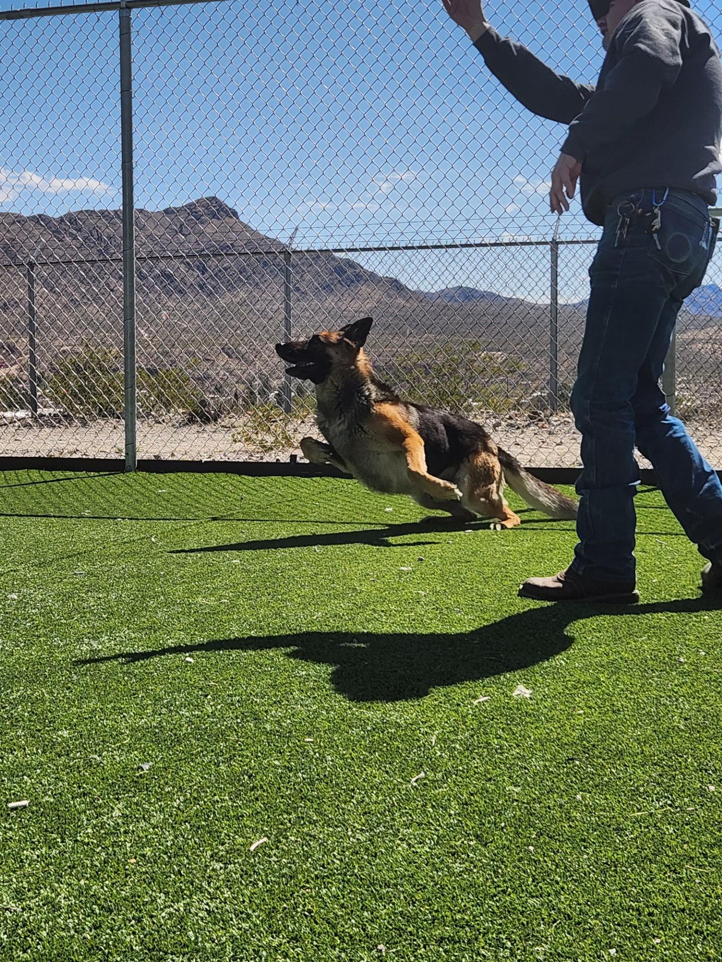 Enlarge Sergeant, a ADOPTABLE German Shepherd Dog in Truth or Consequences , NM image 5/5