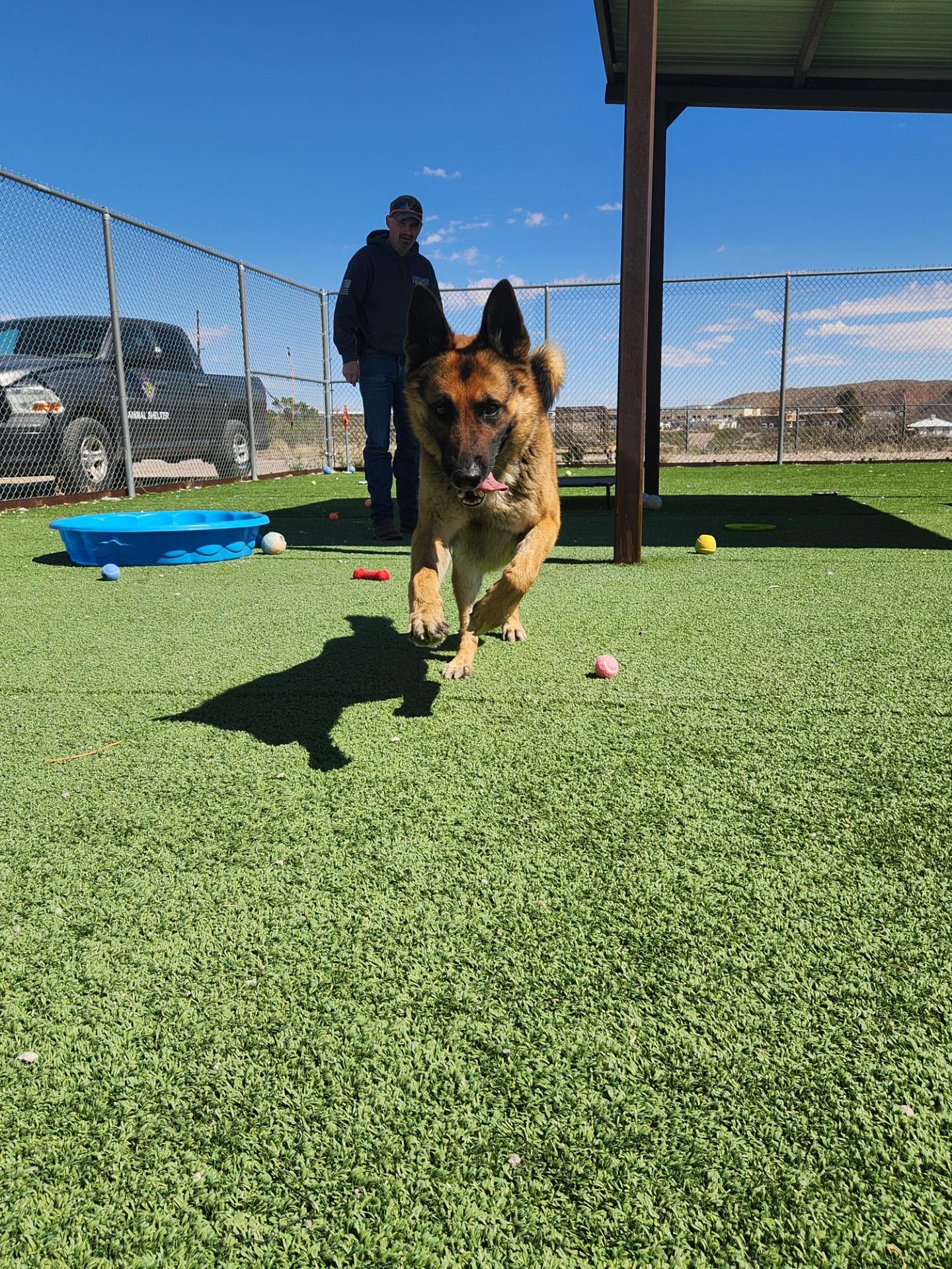 Enlarge Sergeant, a ADOPTABLE German Shepherd Dog in Truth or Consequences , NM image 3/5