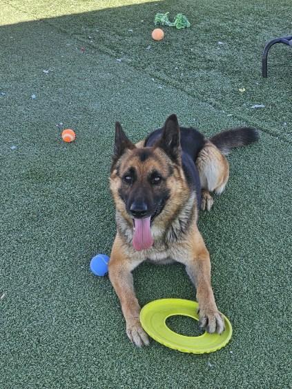 Enlarge Sergeant, a ADOPTABLE German Shepherd Dog in Truth or Consequences , NM image 4/5