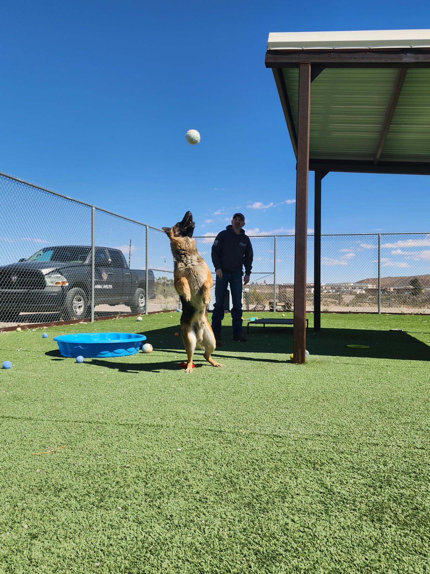 Enlarge Sergeant, a ADOPTABLE German Shepherd Dog in Truth or Consequences , NM image 1/5
