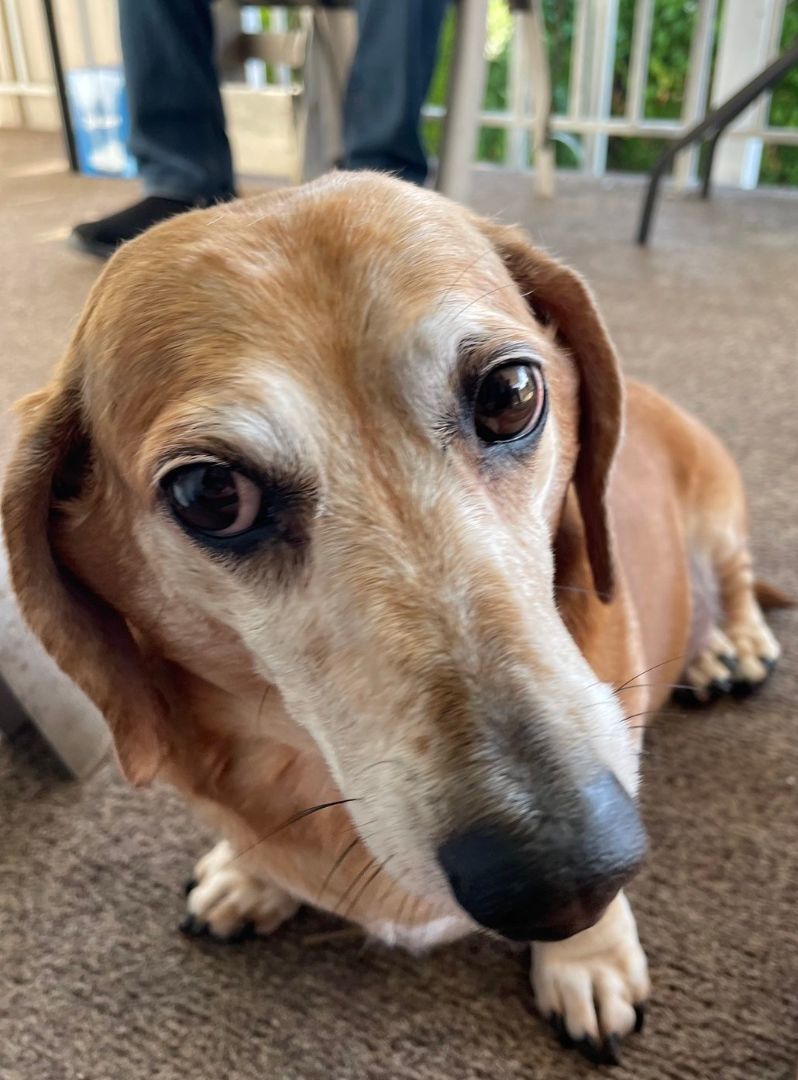 Charlie , Adopted, Senior Male Dachshund.