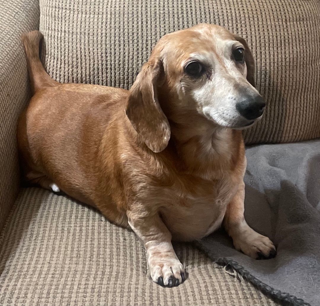 Enlarge Charlie , a Adopted Dachshund in Renton, WA image 2/4