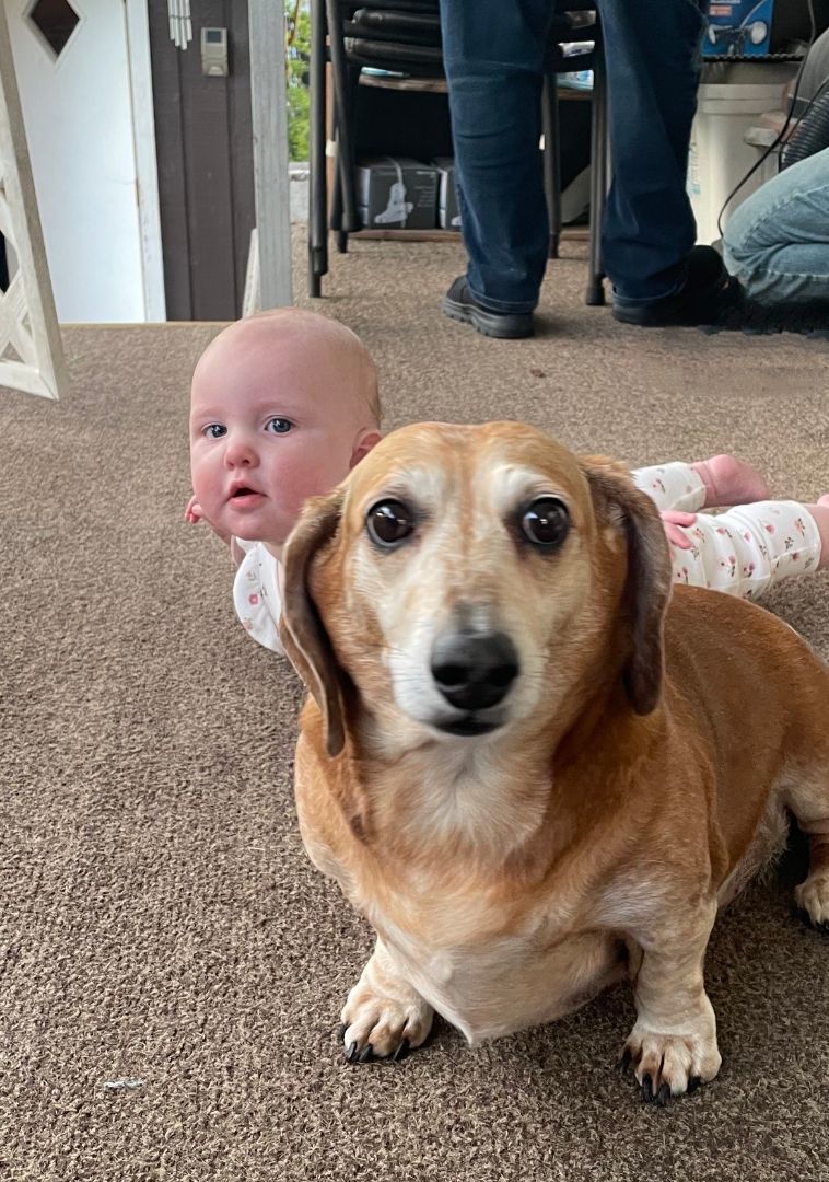 Charlie , Adopted, Senior Male Dachshund.