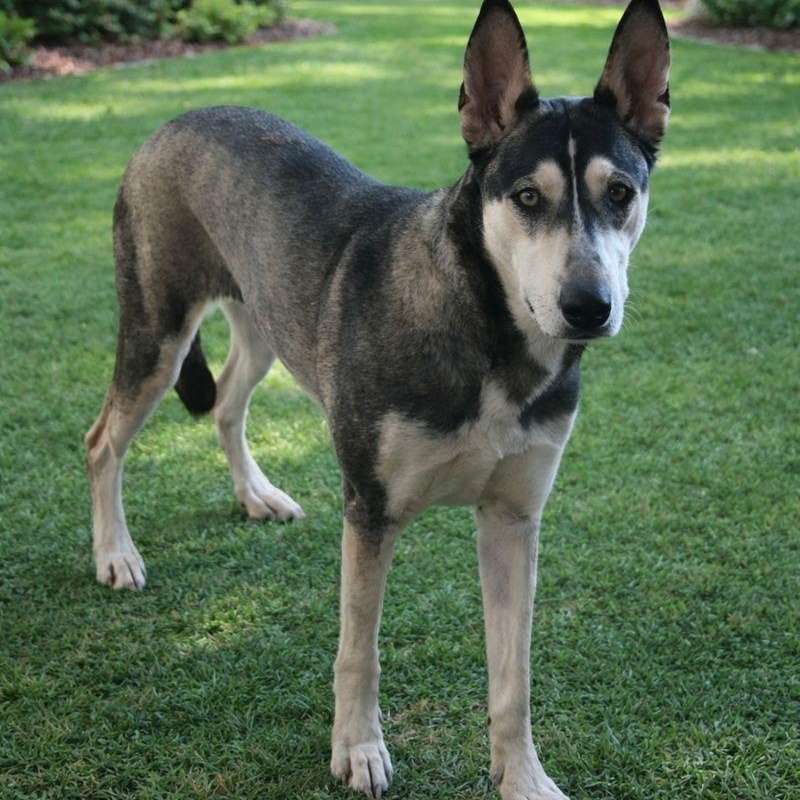 Enlarge Olive, a Adoptable Husky in Pismo Beach, CA image 6/6
