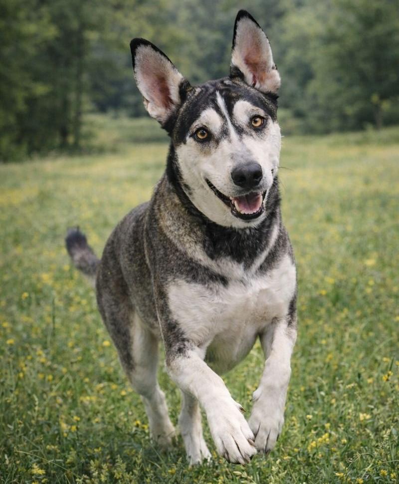 Enlarge Olive, a Adoptable Husky in Pismo Beach, CA image 1/6