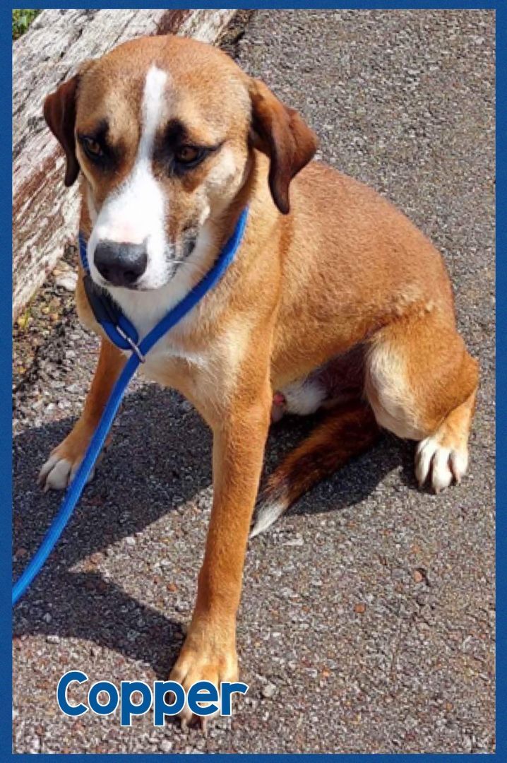 Enlarge Copper, a Adoptable mixed breed in Bolivar, TN image 1/8