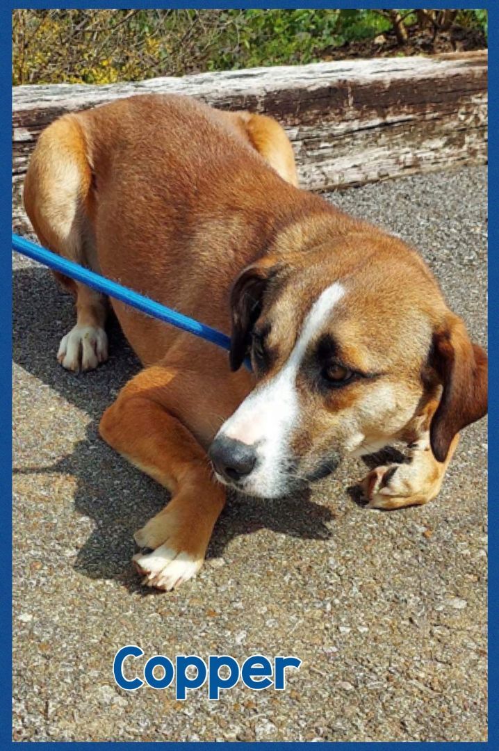 Enlarge Copper, a Adoptable mixed breed in Bolivar, TN image 2/8