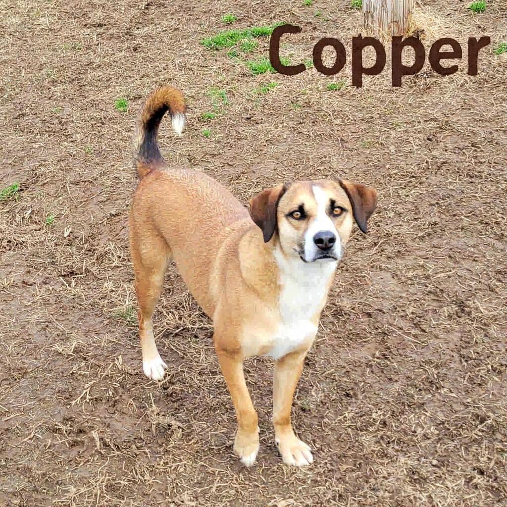 Enlarge Copper, a Adoptable mixed breed in Bolivar, TN image 1/4