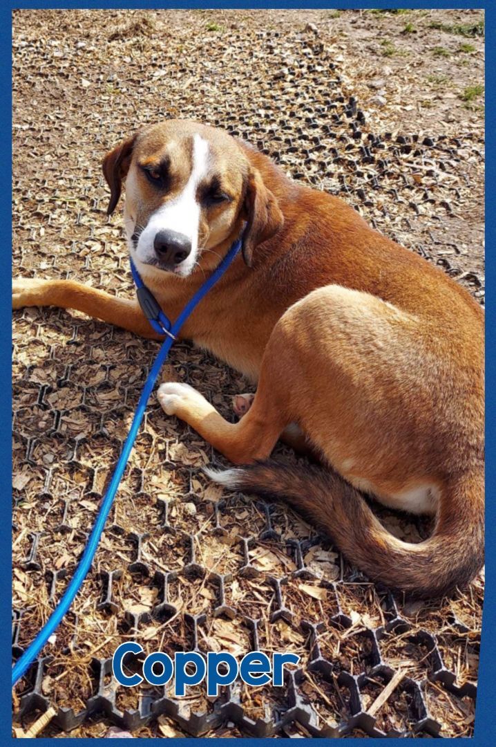 Enlarge Copper, a Adoptable mixed breed in Bolivar, TN image 3/8