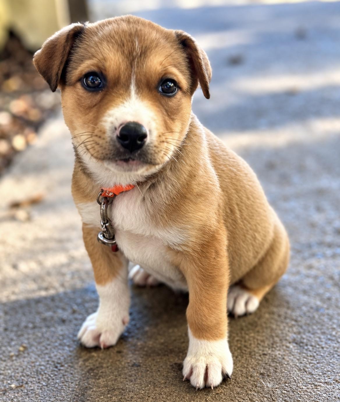 Enlarge Smore, a Adoptable mixed breed in Tigard, OR image 3/4