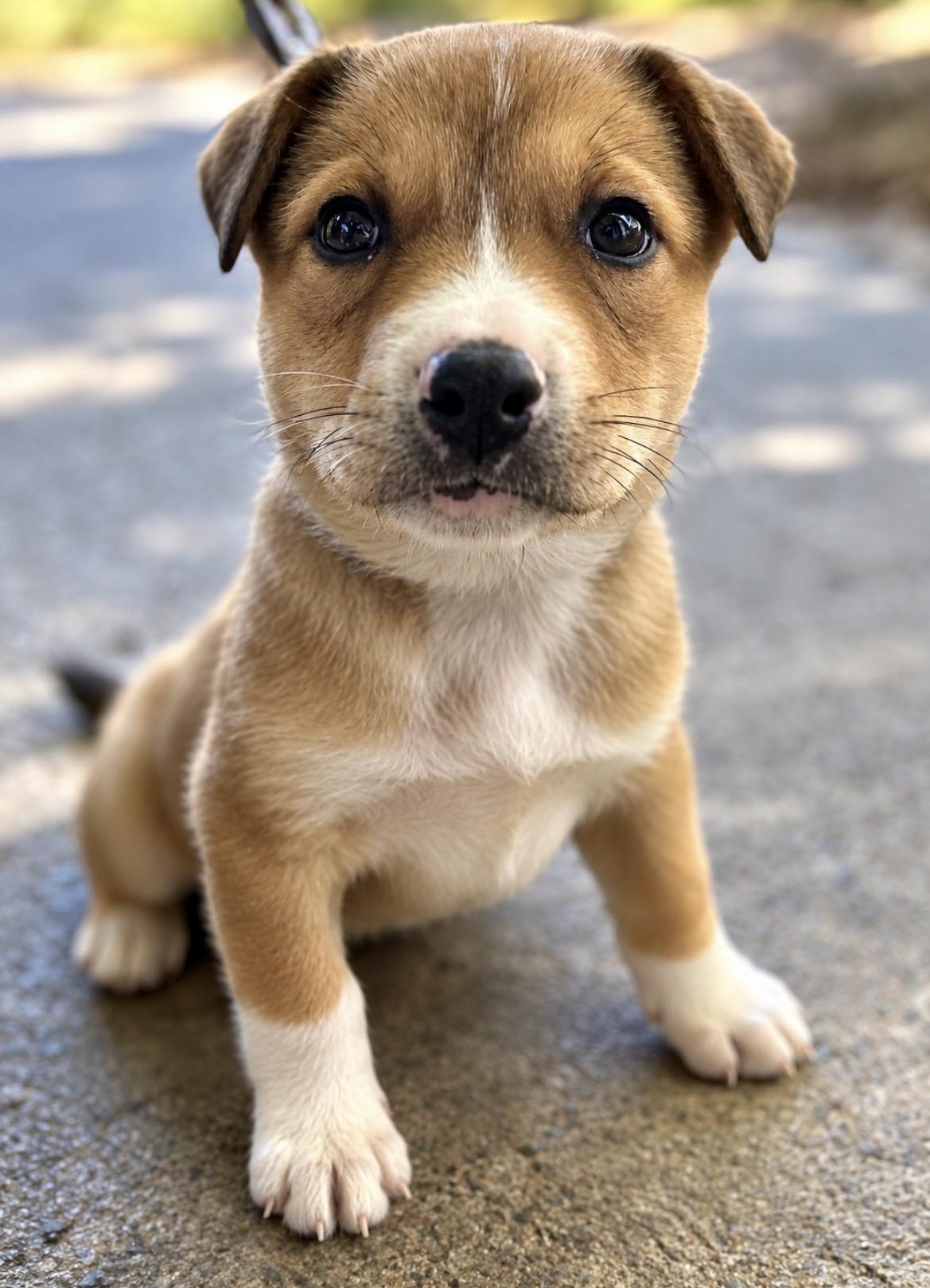 Enlarge Smore, a Adoptable mixed breed in Tigard, OR image 2/4
