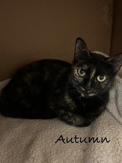 Autumn, Adoptable, Adult Female Domestic Short Hair.