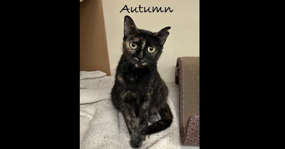Enlarge Autumn, a Adoptable mixed breed in Groveland, MA image 2/3