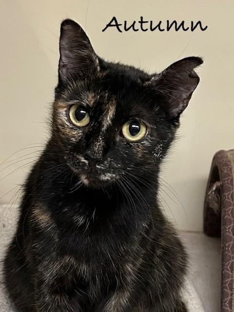 Enlarge Autumn, a Adoptable mixed breed in Groveland, MA image 3/3