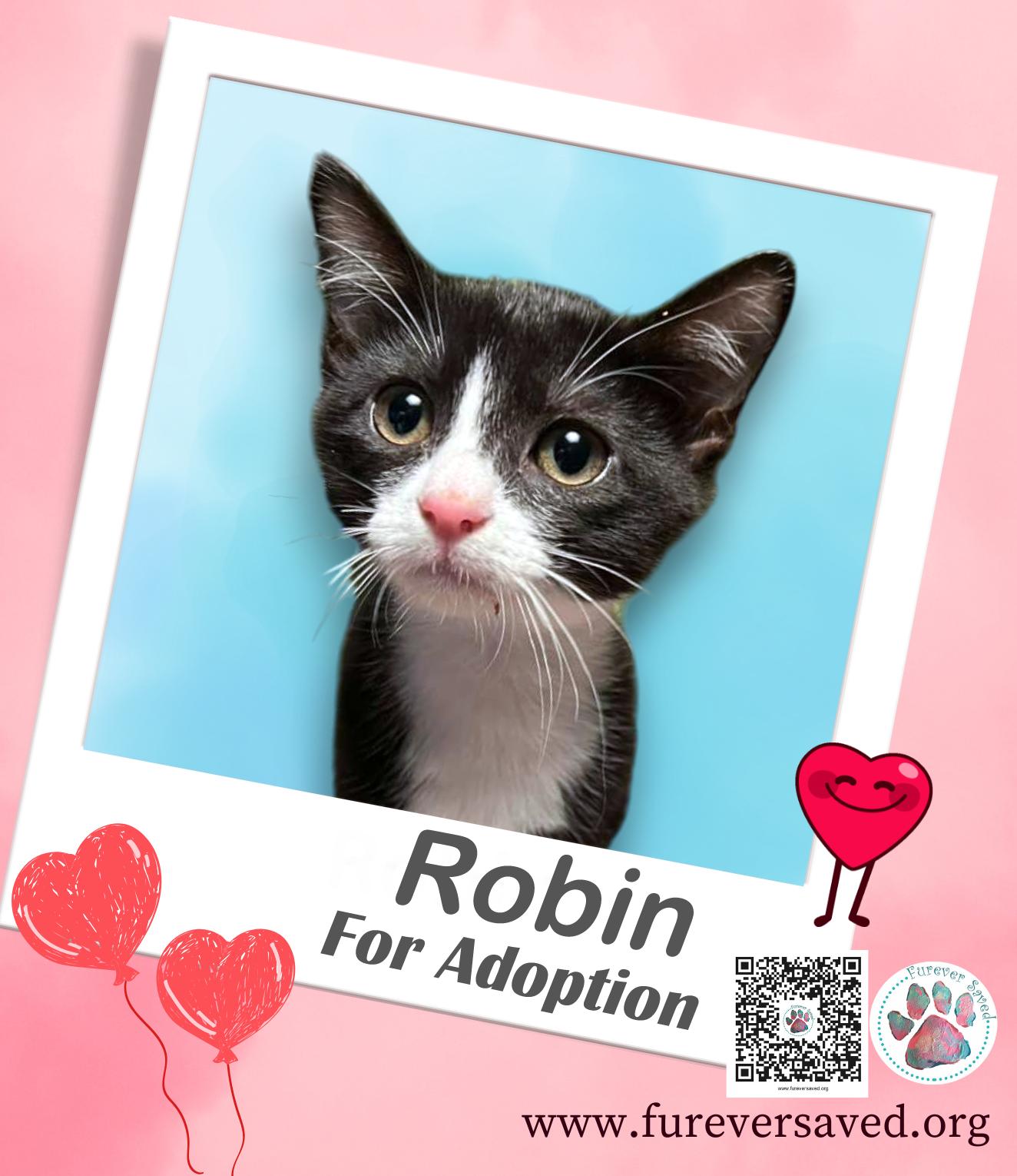 Robin, Adoptable, Kitten Male Domestic Short Hair.