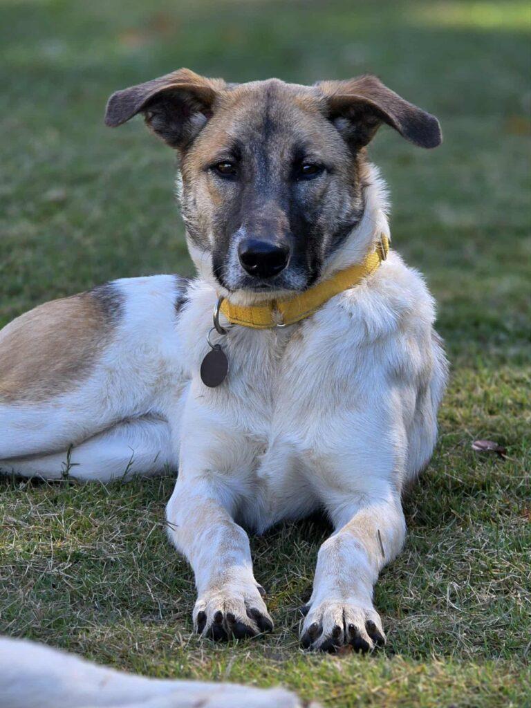 Enlarge Penelope, a ADOPTABLE mixed breed in Red Hook, NY image 1/6