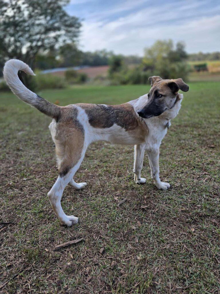 Enlarge Penelope, a ADOPTABLE mixed breed in Red Hook, NY image 3/6