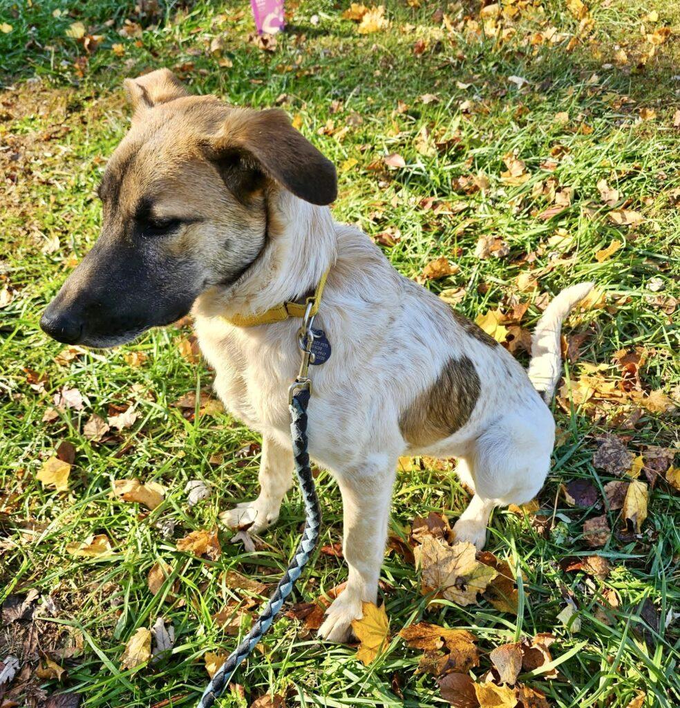 Enlarge Penelope, a ADOPTABLE mixed breed in Red Hook, NY image 4/6