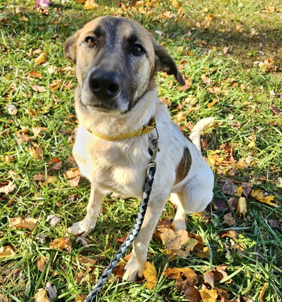 Enlarge Penelope, a ADOPTABLE mixed breed in Red Hook, NY image 5/6