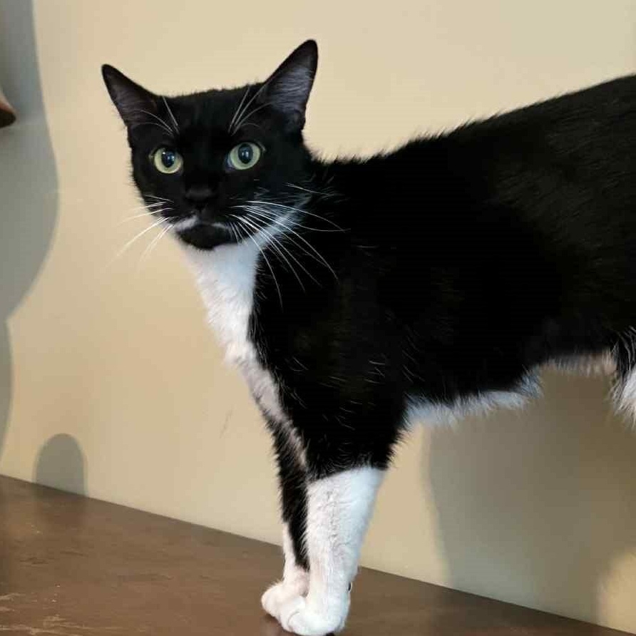 Clever  (ID 46503/1328), Adult Female Domestic Short Hair
