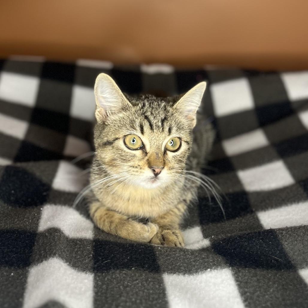 Enlarge Chalupa, a Adoptable Domestic Short Hair in San Antonio, TX image 1/6