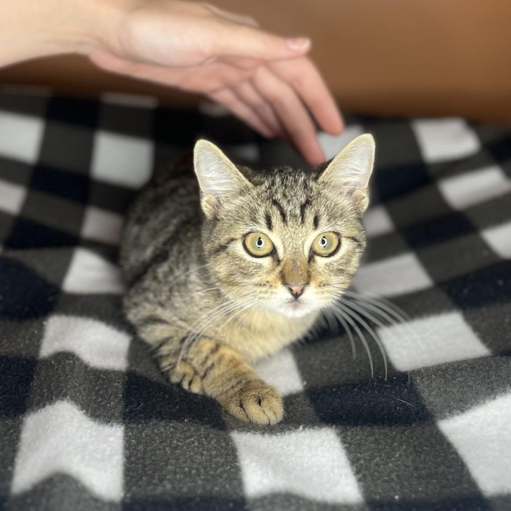 Enlarge Chalupa, a Adoptable Domestic Short Hair in San Antonio, TX image 2/6