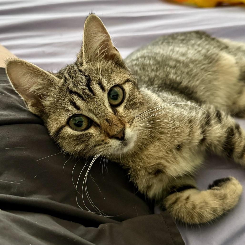 Enlarge Chalupa, a Adoptable Domestic Short Hair in San Antonio, TX image 3/6