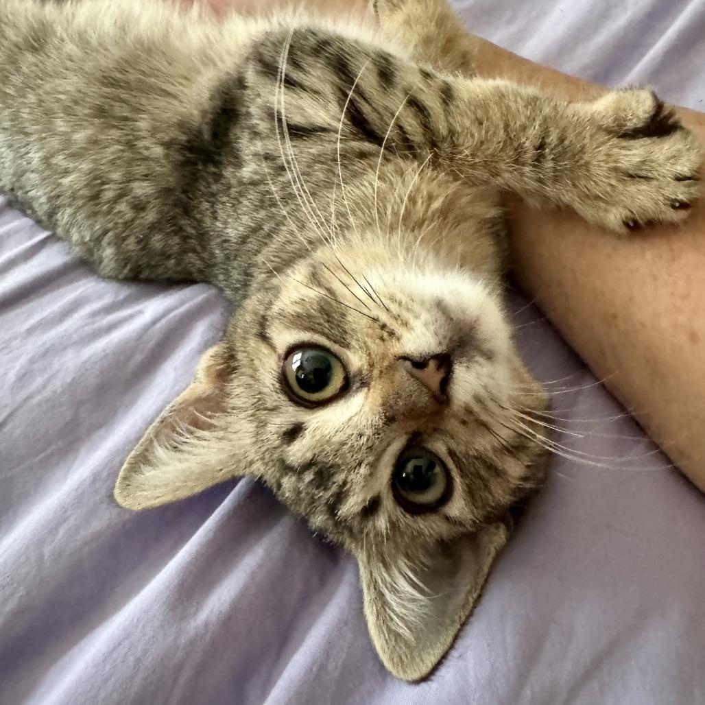 Enlarge Chalupa, a Adoptable Domestic Short Hair in San Antonio, TX image 4/6