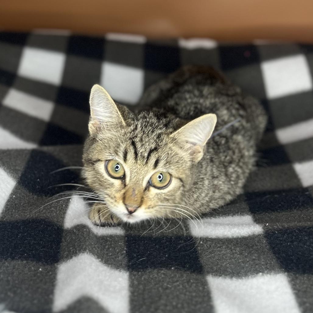 Enlarge Chalupa, a Adoptable Domestic Short Hair in San Antonio, TX image 5/6