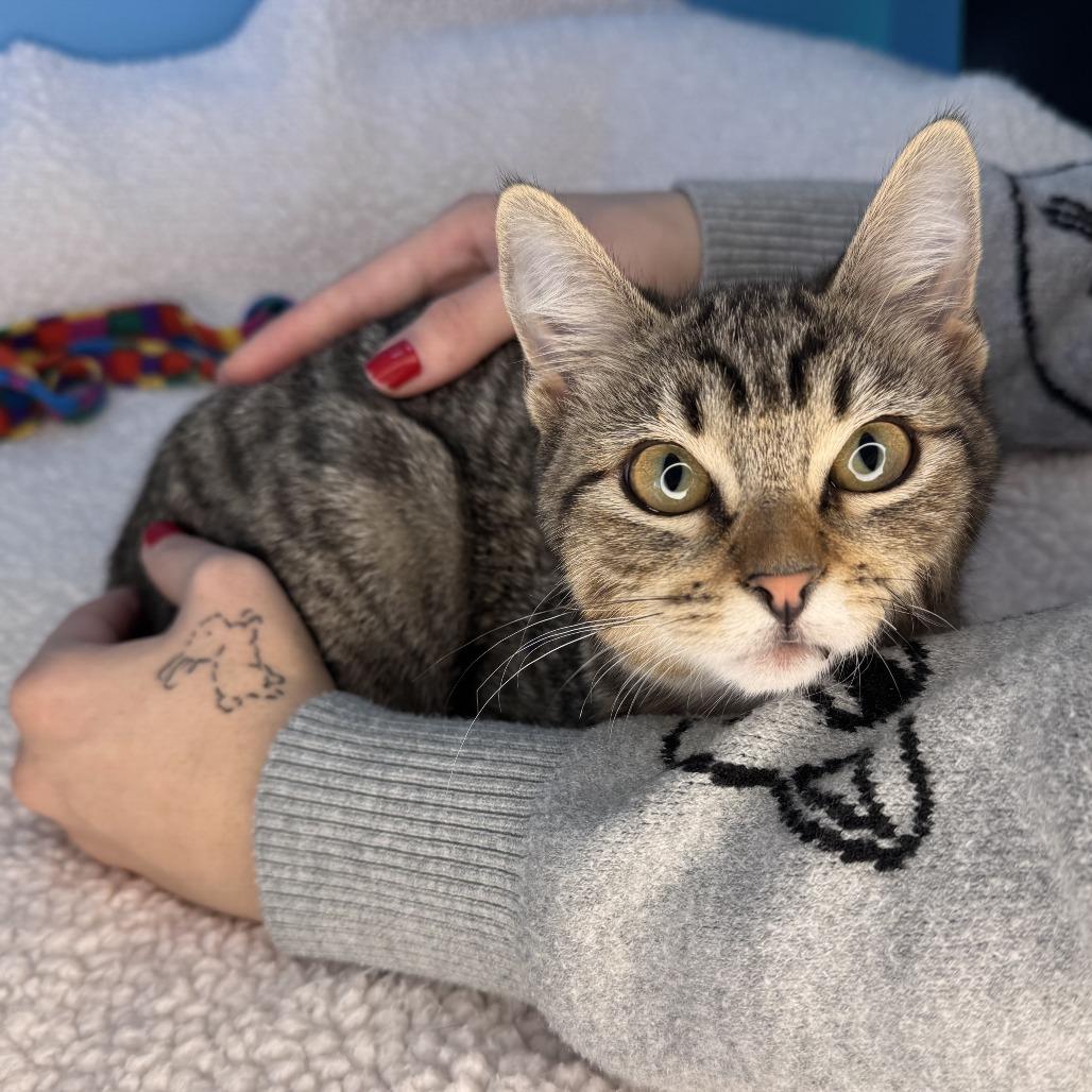 Enlarge Chalupa, a Adoptable Domestic Short Hair in San Antonio, TX image 6/6