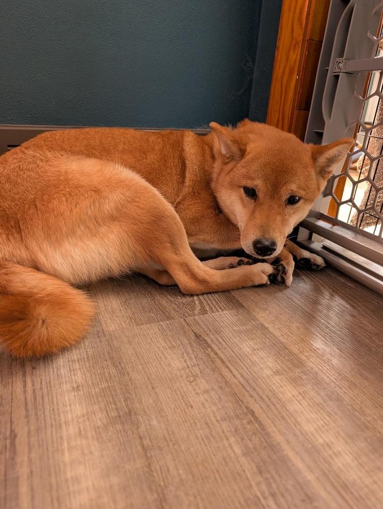 Enlarge Egg, a Adoptable Shiba Inu in Wausau, WI image 1/5