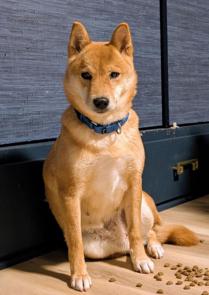 Enlarge Egg, a Adoptable Shiba Inu in Wausau, WI image 2/5
