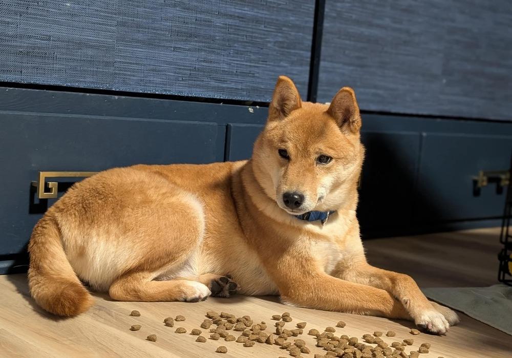 Enlarge Egg, a Adoptable Shiba Inu in Wausau, WI image 3/5