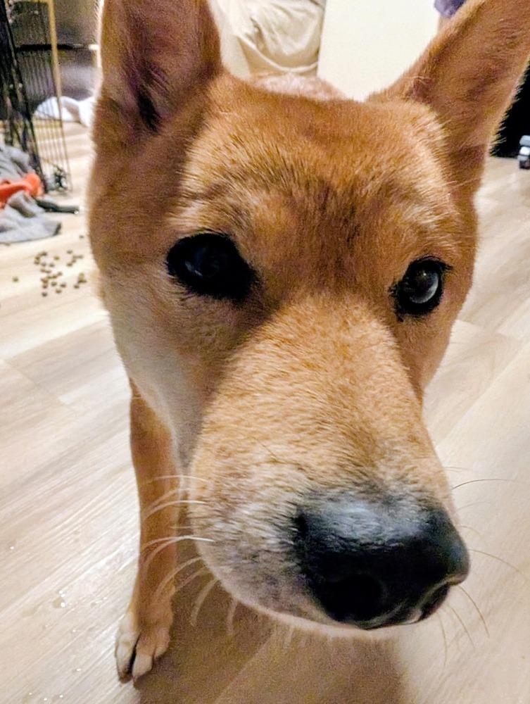 Enlarge Egg, a Adoptable Shiba Inu in Wausau, WI image 4/5