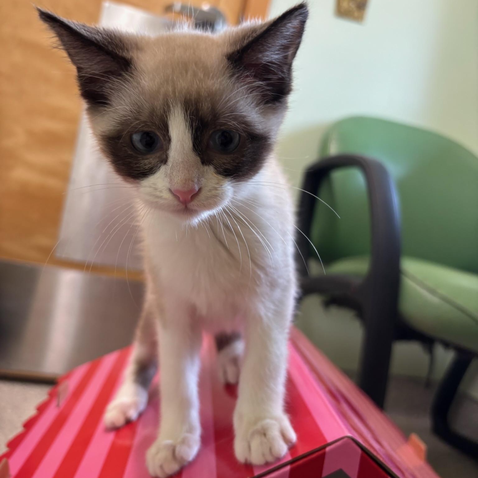 Bandit, an adopted Siamese in Kent, WA image 4/4
