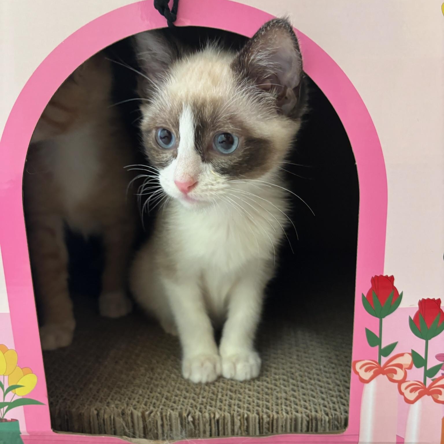 Bandit, an adopted Siamese in Kent, WA image 1/4