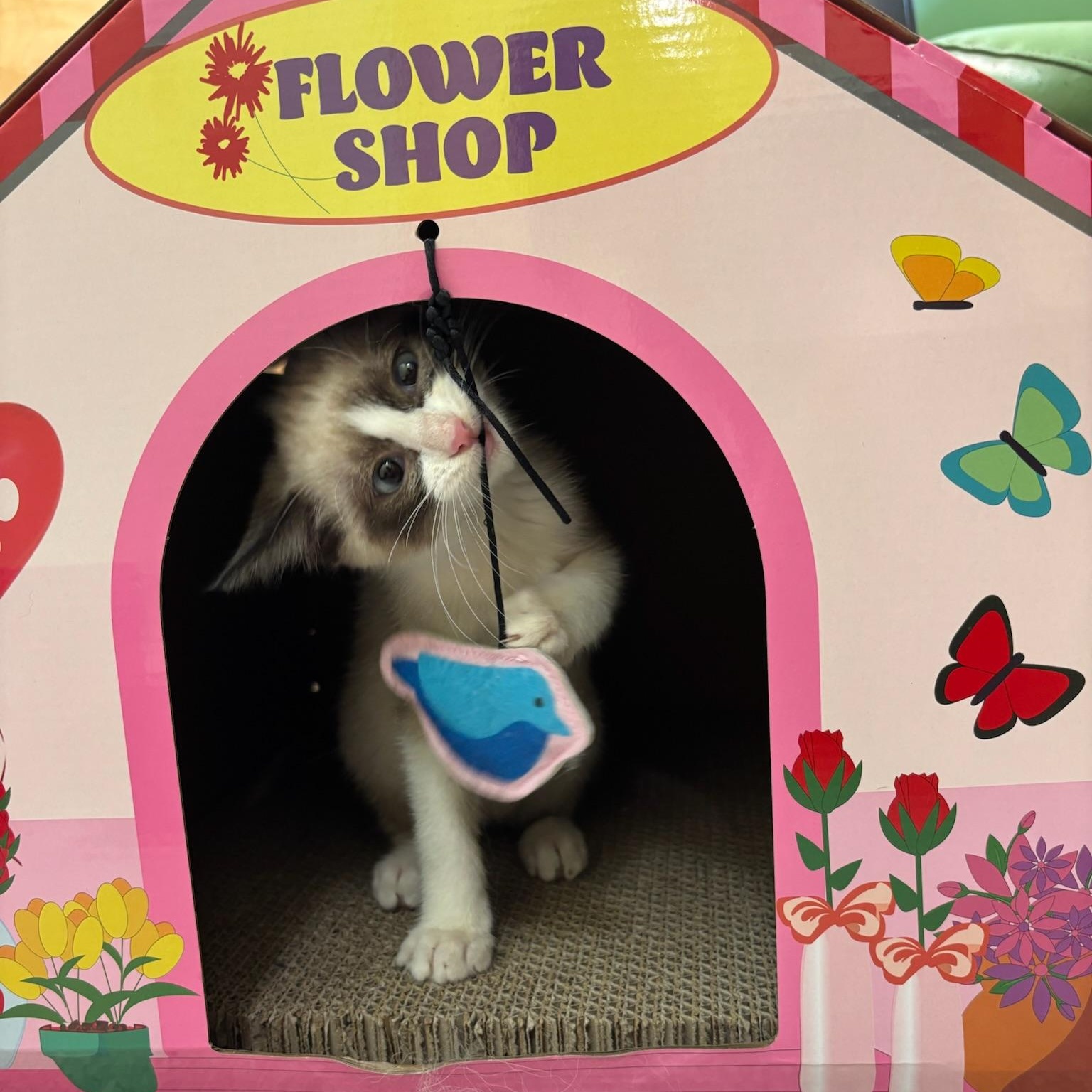 Bandit, an adopted Siamese in Kent, WA image 2/4