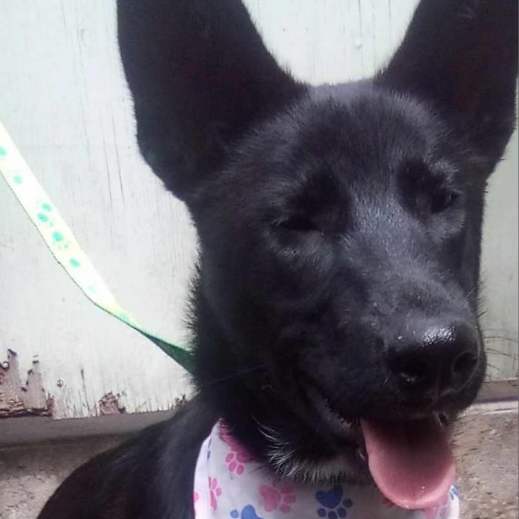 Romina, a Adoptable mixed breed in San Diego, CA image 1/4