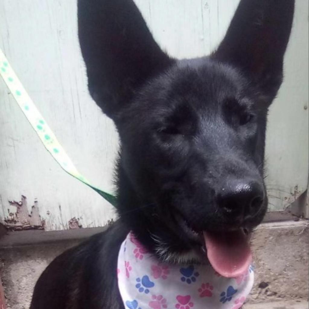 Romina, a Adoptable mixed breed in San Diego, CA image 2/4