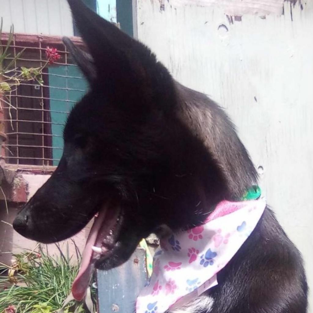 Romina, a Adoptable mixed breed in San Diego, CA image 3/4