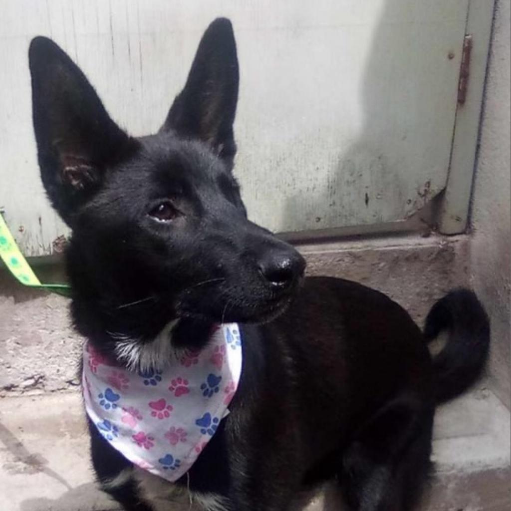 Romina, a Adoptable mixed breed in San Diego, CA image 4/4