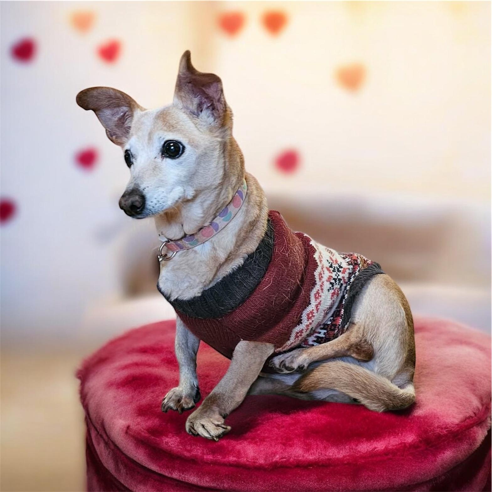 Enlarge Maeve, a ADOPTABLE mixed breed in Nerstrand, MN image 1/3