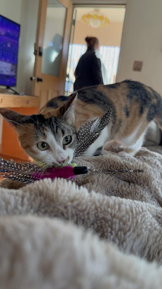 Loveland, Adoptable, Kitten Female Calico.