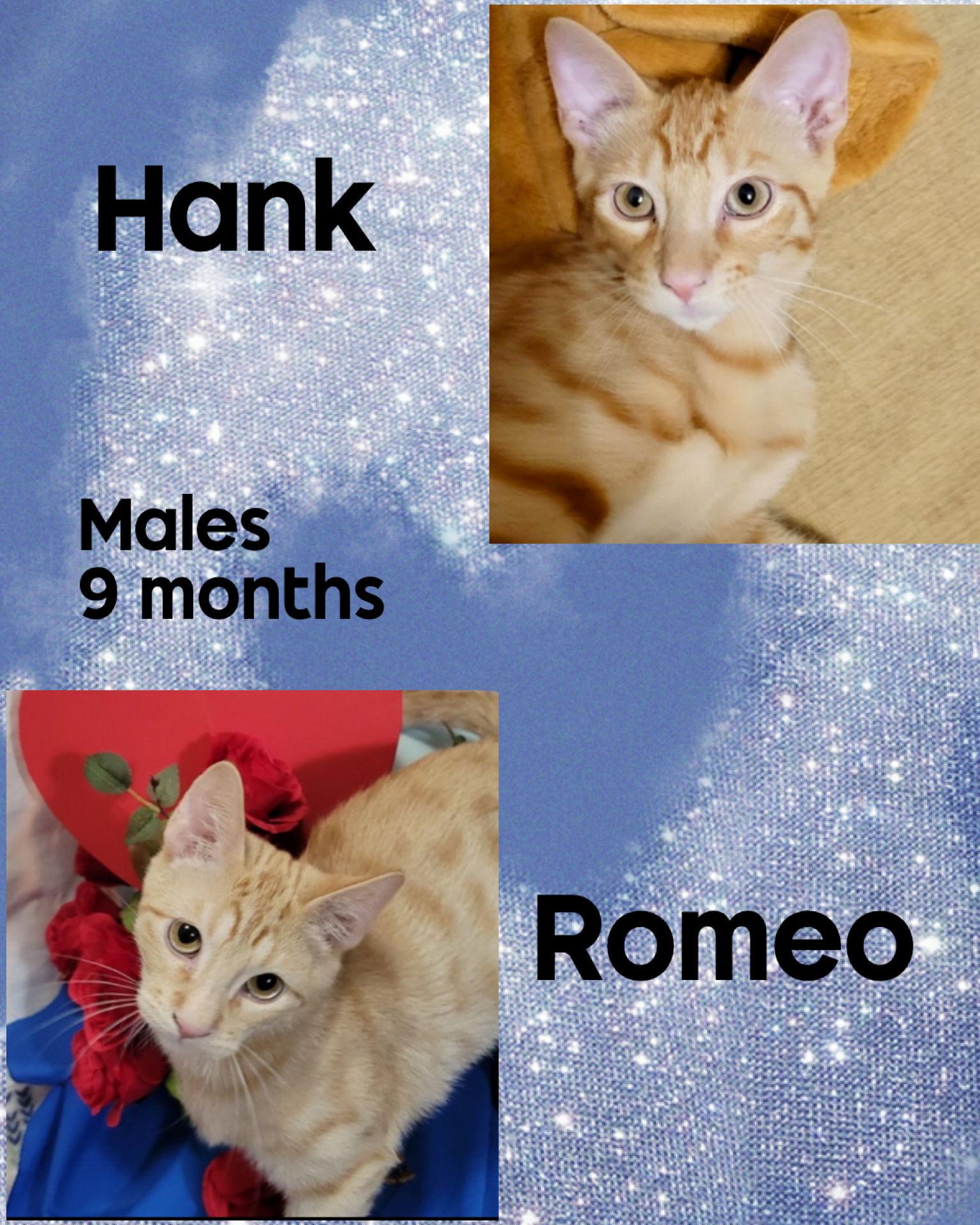 HANK THE TANK, a Adoptable Domestic Short Hair in Holbrook, NY image 1/3