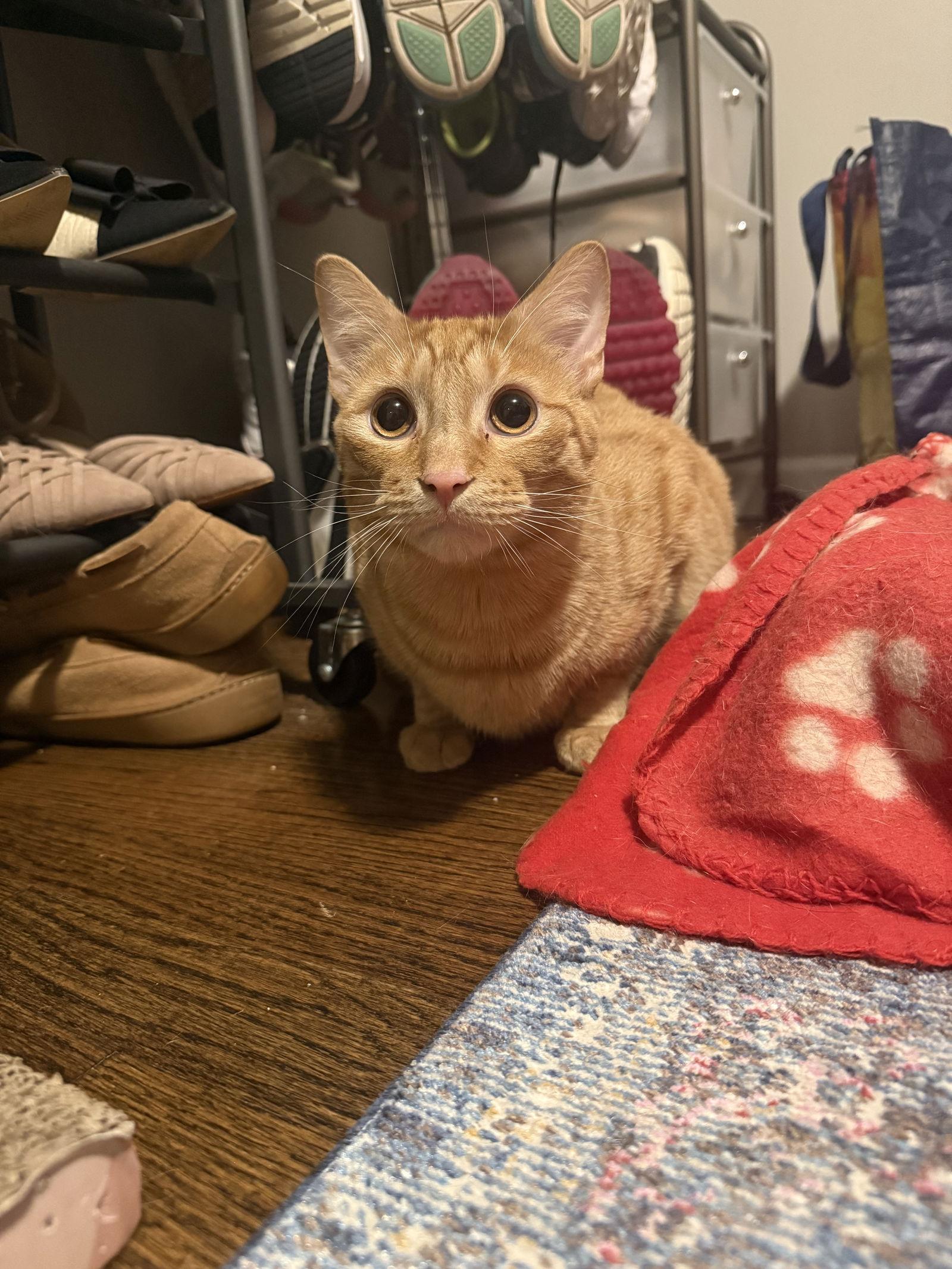 HANK THE TANK, a Adoptable Domestic Short Hair in Holbrook, NY image 2/3