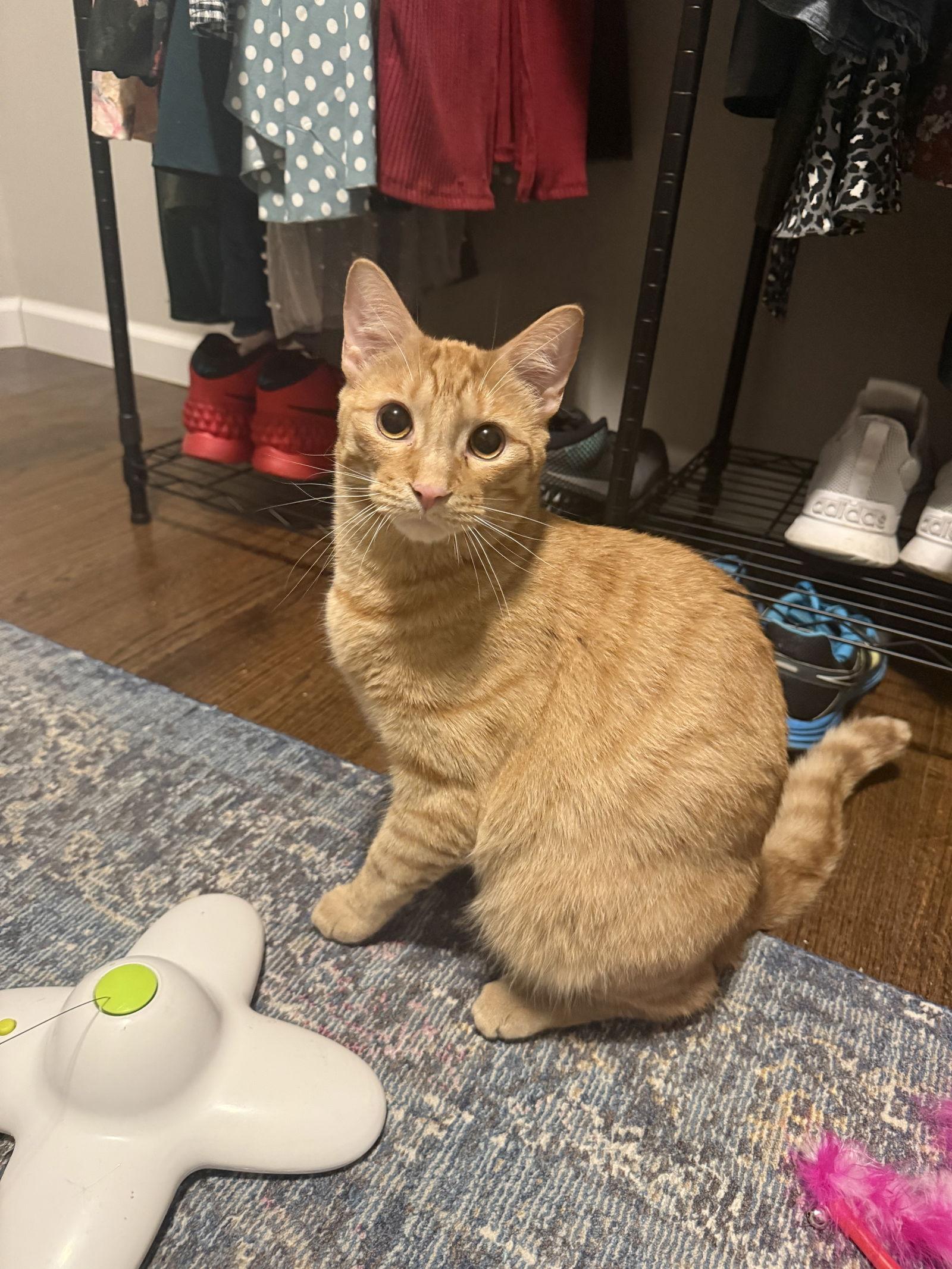 HANK THE TANK, a Adoptable Domestic Short Hair in Holbrook, NY image 3/3